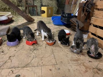 21 Katzenbabys essen in Scheune gut 2 Monate alt - Diner env. 2 mois.jpg